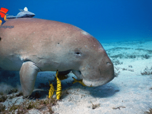 Dugong Excursion à Marsa Moubarak Marsa à Alam