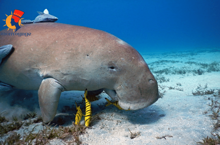 Dugong Excursion à Marsa Moubarak Marsa à Alam