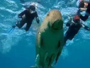 Excursion à Marsa Moubarak Marsa à Allam