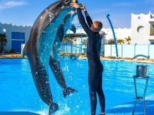 Spectacle-de-Dauphins-Hurghada-Dauphins-a-delphinarium-dHurghada-nager-avec-les-dauphins-dolphin-show-Hurghada-dolphin-world