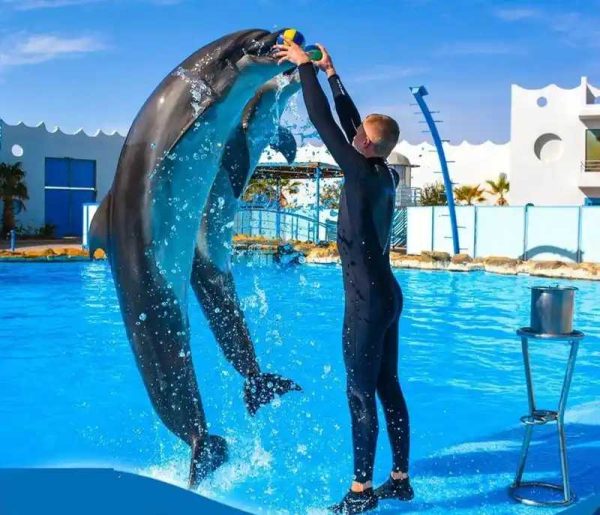 Spectacle-de-Dauphins-Hurghada-Dauphins-a-delphinarium-dHurghada-nager-avec-les-dauphins-dolphin-show-Hurghada-dolphin-world