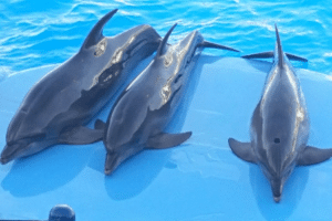 dauphins Spectacle de dauphins