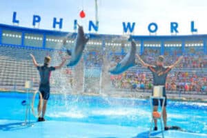 Spectacle de dauphins à Hurghada
