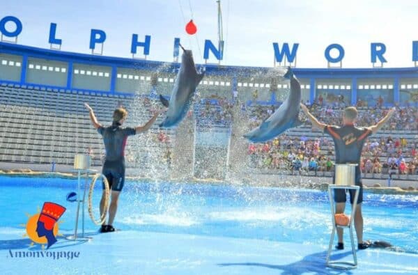 Spectacle de dauphins à Hurghada