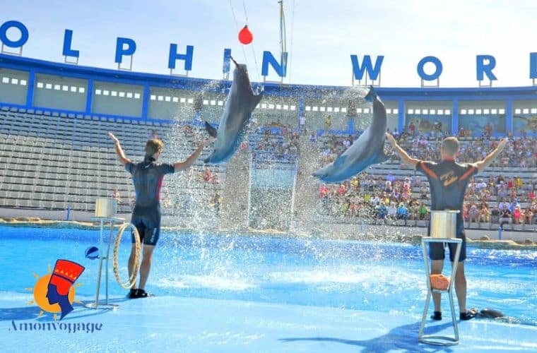 Spectacle de dauphins à Hurghada