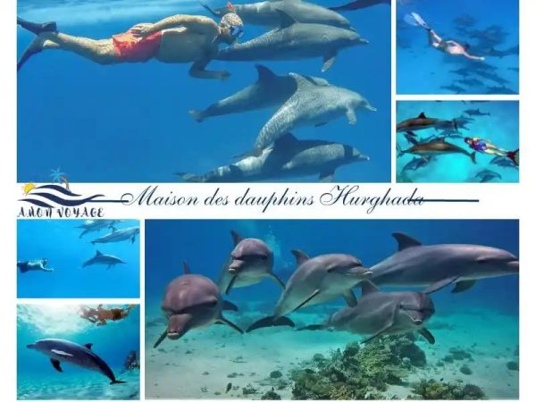 excursion-Maison-des-Dauphins-Hurghada-Nager-avec-les-Dauphins-Hurghada-excursion-dauphins-hurghada-dolphin-house-Nager-avec-les-Dauphin-2