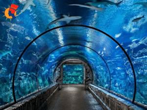 grand aquarium egypt Excursion au Grand Aquarium d’Hurghada