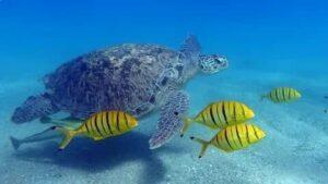 Snorkeling