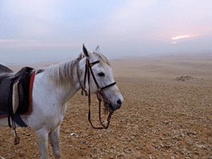 équitation Balade à Cheval dans le Désert de Charm El Cheikh