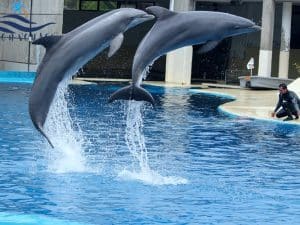 Excursion de Spectacle de Dauphins à Charm El Cheik