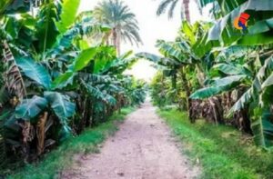 Excursion de l’île Banane à Louxor