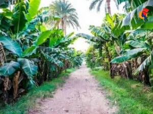 Excursion de l’île Banane à Louxor