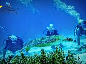 Excursion de plongée en apnée à l'île Tiran depuis Charm El Cheikh