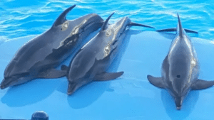 Spectacle de Dauphins