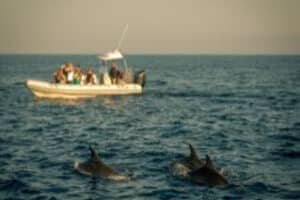 Voyage en Speedboat avec les Dauphins à Hurghada (1)
