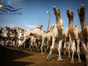 Excursion d'une Journée au Marché aux Chameaux de Birqash