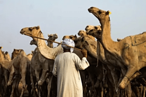 Marché aux Chameaux de Birqash