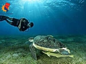 snorkeling abo dabbab Excursion snorkeling Abu Dabbab