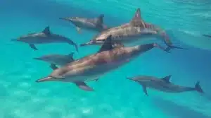 Excursion à l'Île Samadai- Maison des Dauphins à Marsa Alam