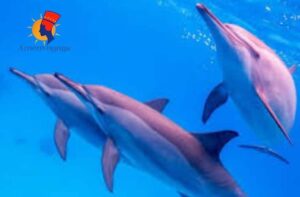 Dauphins Île Samadai Maison des Dauphin