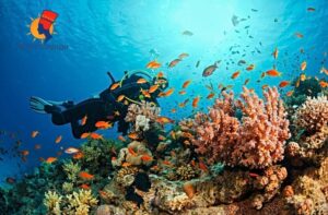 Snorkeling Excursion Snorkeling Port Ghalib