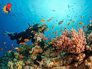 Snorkeling Excursion Snorkeling Port Ghalib